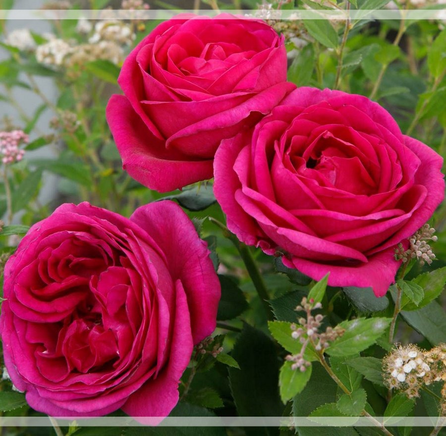 Fur Elise róże rabatowe